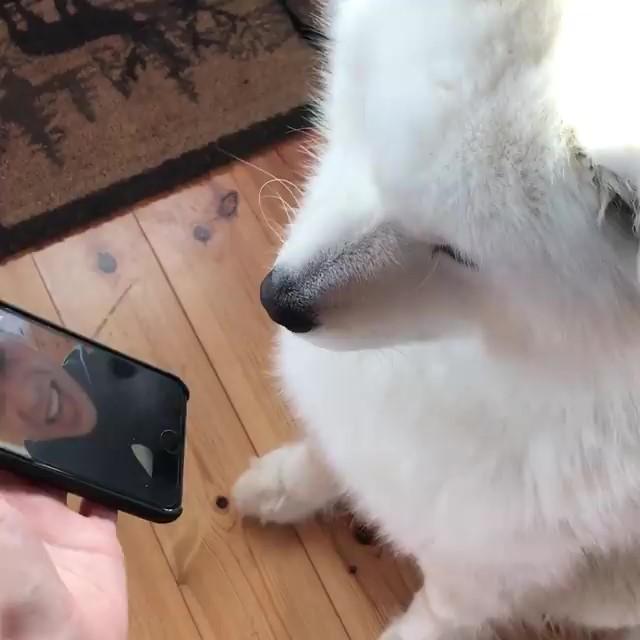 爸爸出差視頻，薩摩耶哭喊：老爸～我等的好苦，只能看卡通解悶啦