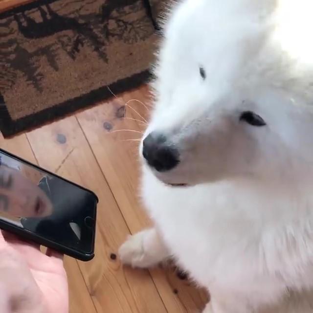 爸爸出差視頻，薩摩耶哭喊：老爸～我等的好苦，只能看卡通解悶啦