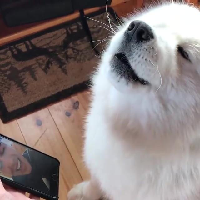 爸爸出差視頻，薩摩耶哭喊：老爸～我等的好苦，只能看卡通解悶啦
