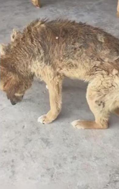 老狗為主人貢獻一生，老的走路都不穩了晚年生活讓人落淚