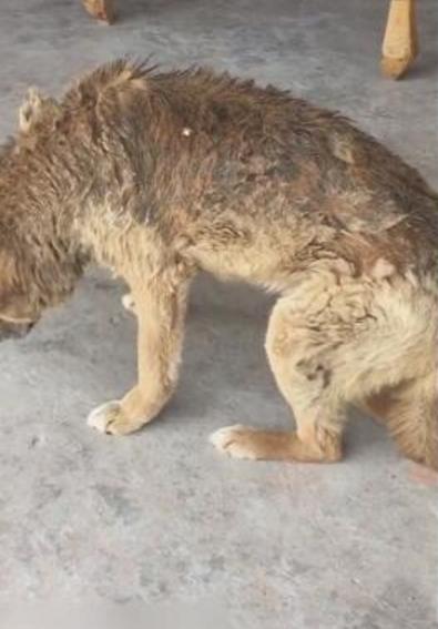 老狗為主人貢獻一生，老的走路都不穩了晚年生活讓人落淚
