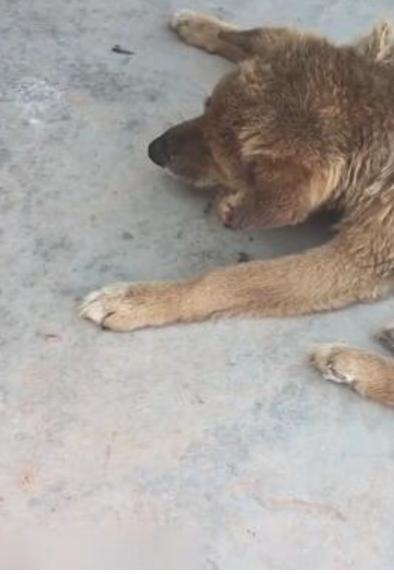 老狗為主人貢獻一生，老的走路都不穩了晚年生活讓人落淚