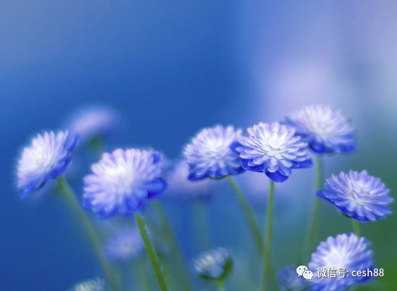 心理測試：喜歡哪個禮物？測你會遇到什麼樣的喜事！ 