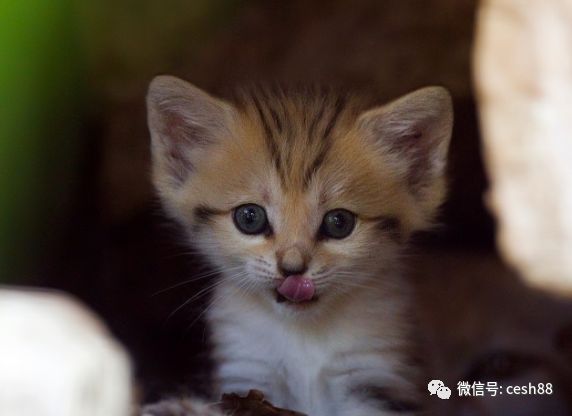 心理測試：喜歡哪個禮物？測你會遇到什麼樣的喜事！ 
