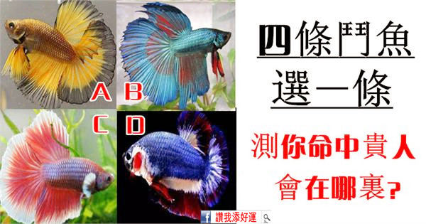 測試：四條鬥魚選一條，測你命中的貴人會在哪裡  