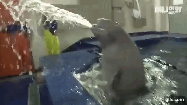 小白鯨「水柱」伺候靠近歐巴飼育員的女人　背後故事藏大顆洋蔥 