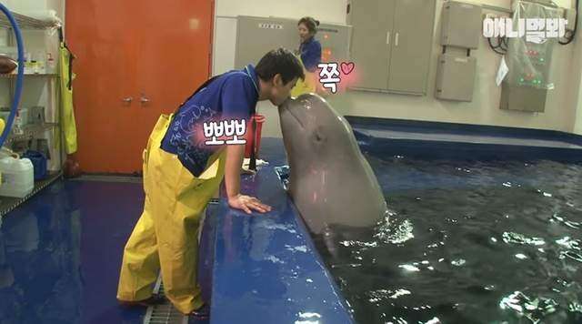小白鯨「水柱」伺候靠近歐巴飼育員的女人　背後故事藏大顆洋蔥 