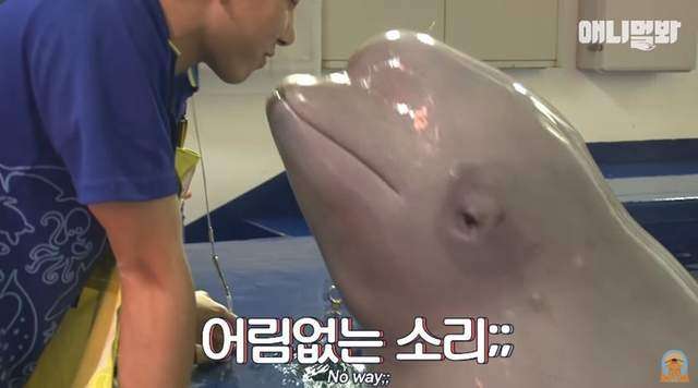 小白鯨「水柱」伺候靠近歐巴飼育員的女人　背後故事藏大顆洋蔥 