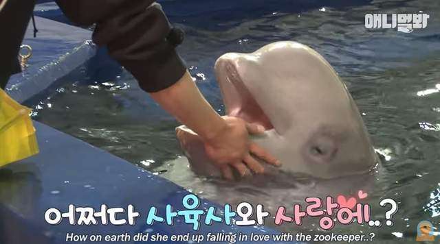 小白鯨「水柱」伺候靠近歐巴飼育員的女人　背後故事藏大顆洋蔥 