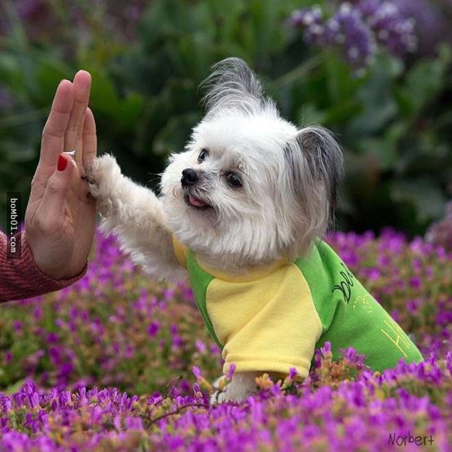 全世界最小的「傻白甜治療犬」萌爆網路，吐舌＋擊掌招牌動作能瞬間治癒你的心情！ 