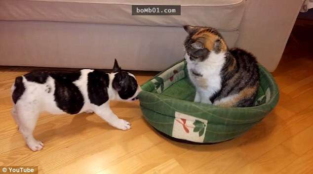 小鬥牛犬努力想「奪回寵物床」　霸佔喵皇超高冷：你來啊 