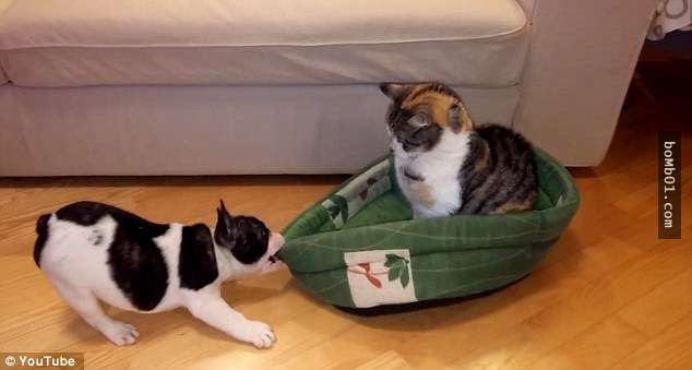 小鬥牛犬努力想「奪回寵物床」　霸佔喵皇超高冷：你來啊 