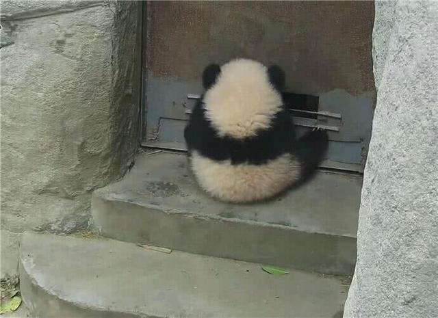 「拜託讓我逃走～」　小熊貓被飼養員阻止開門　厭世臉倒地不起 