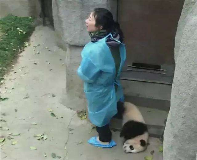 「拜託讓我逃走～」　小熊貓被飼養員阻止開門　厭世臉倒地不起 