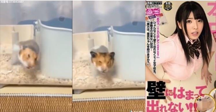小老鼠調皮亂鑽不小心「卡牆」！ 一半在里一半在外掙扎... 網驚：好像在哪有看過？(影)