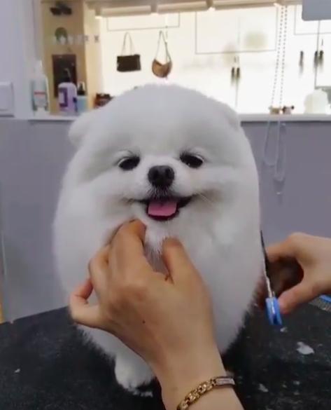 小博美乖巧剪毛還露出燦爛笑容　變成超萌蛋形太療癒 