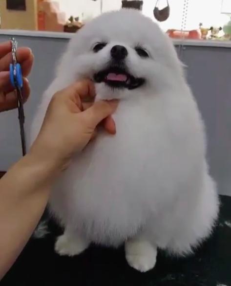 小博美乖巧剪毛還露出燦爛笑容　變成超萌蛋形太療癒 