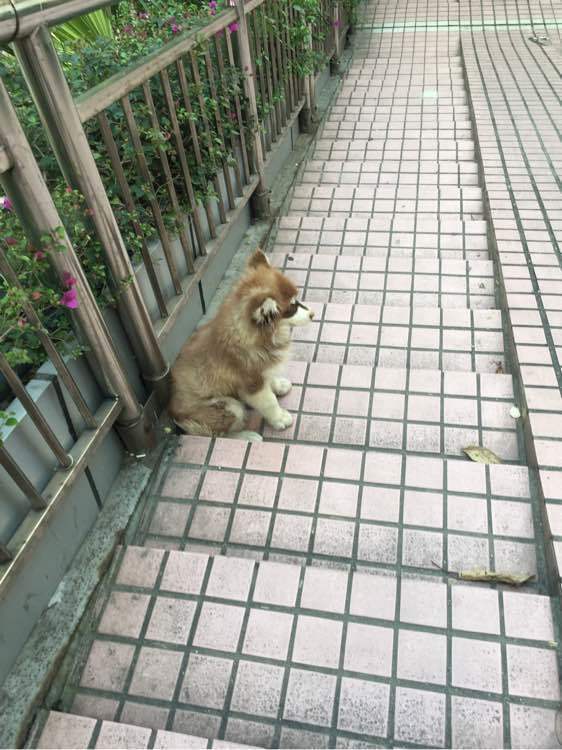 流浪貓和熊寶寶在路邊互相取暖的畫面逼哭大家，照片裡彷彿在說著「你跟我一樣被丟掉嗎」… 