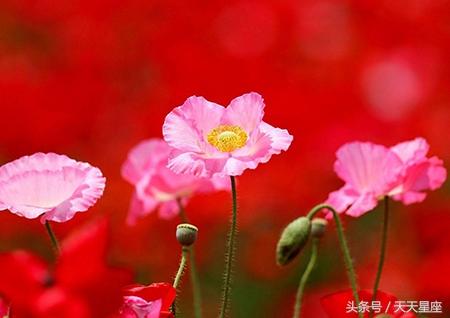 7月中開始，7大生肖旺到不能再旺！ 