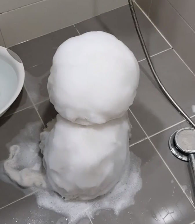 有雪人出沒！泡泡汪背對主人洗澡澡　水一沖「白雪全融化」網喊：到底什麼狗！ 
