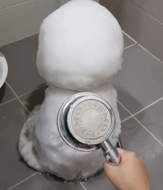 有雪人出沒！泡泡汪背對主人洗澡澡　水一沖「白雪全融化」網喊：到底什麼狗！ 