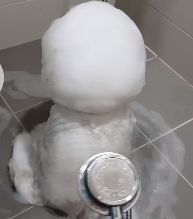 有雪人出沒！泡泡汪背對主人洗澡澡　水一沖「白雪全融化」網喊：到底什麼狗！ 