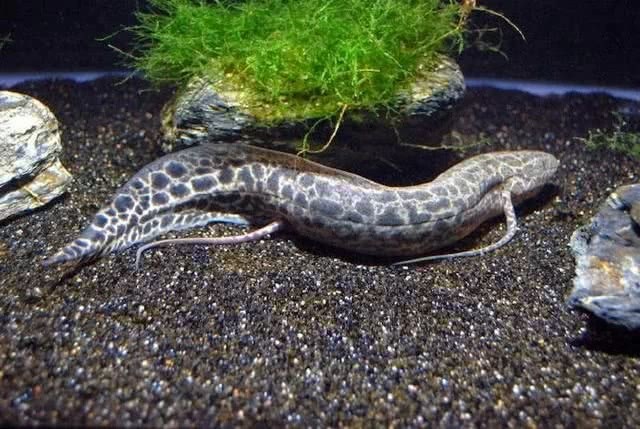 世界上最牛的魚：生活在42度高溫的沙漠，無水可存活4年！