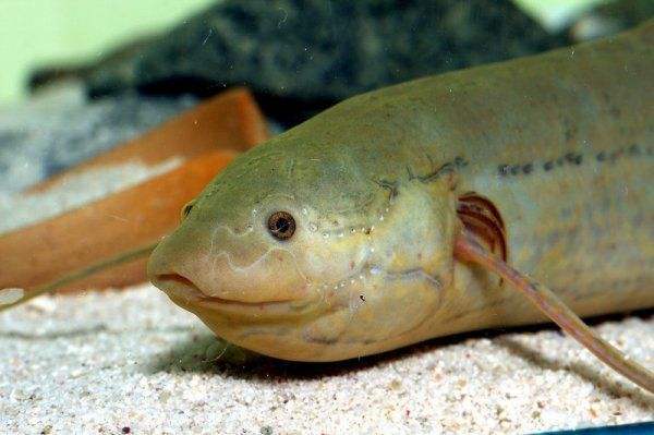 世界上最牛的魚：生活在42度高溫的沙漠，無水可存活4年！