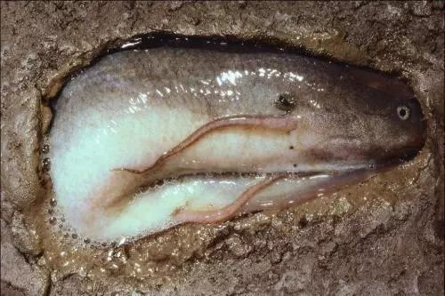 世界上最牛的魚：生活在42度高溫的沙漠，無水可存活4年！