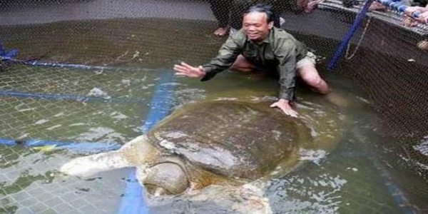 越南國寶級「神鱉」體重169公斤，年齡至少700歲，每次現身必有大事發生，但如今牠竟然...震驚所有人！！