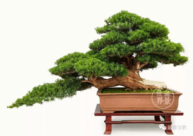 「蘇北一怪」王如生大師作品清賞 
