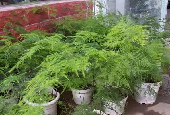 養花從來不用施肥料，只需把這些生活垃圾扔花盆，花是越長越茂盛