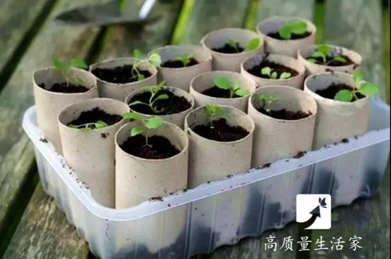 捲紙最值錢的就是芯，可惜你把它們全扔了，其實它的存在價值大著呢 