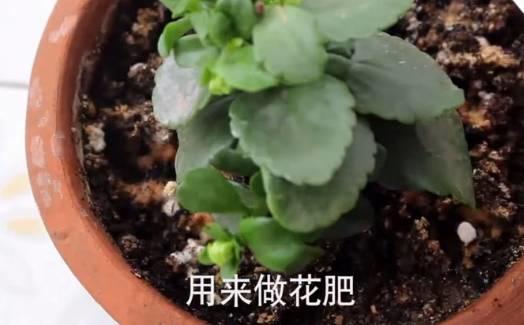 蚊香灰千萬別丟掉，不然你就虧大了！