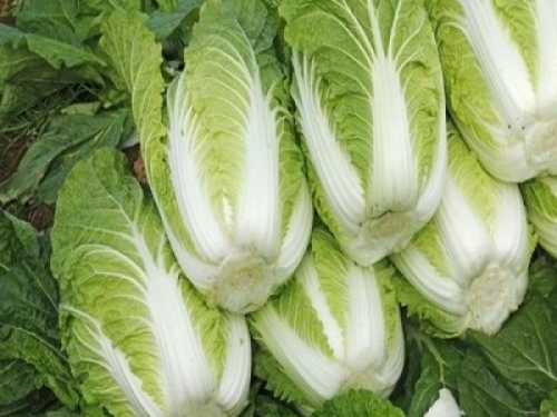 「白菜」營養豐富，但卻不能和「這些食物」一起吃！一定要知道！ 