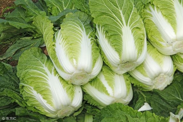 「白菜」營養豐富，但卻不能和「這些食物」一起吃！一定要知道！ 