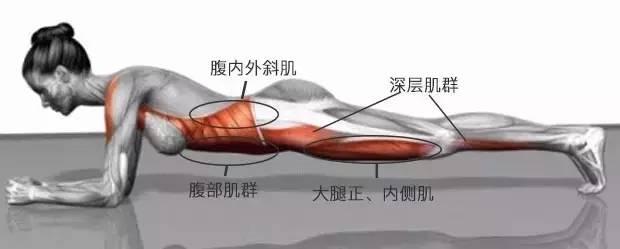 明星最愛「平板支撐」，堅持一個月後肚子不垂了！跟腰痠背痛說掰～ 