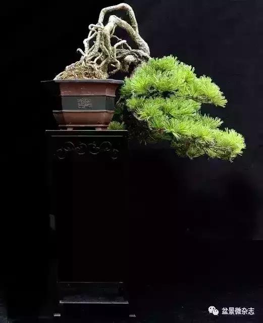 一組盆景作品欣賞 慢慢領悟盆景造型布局構圖