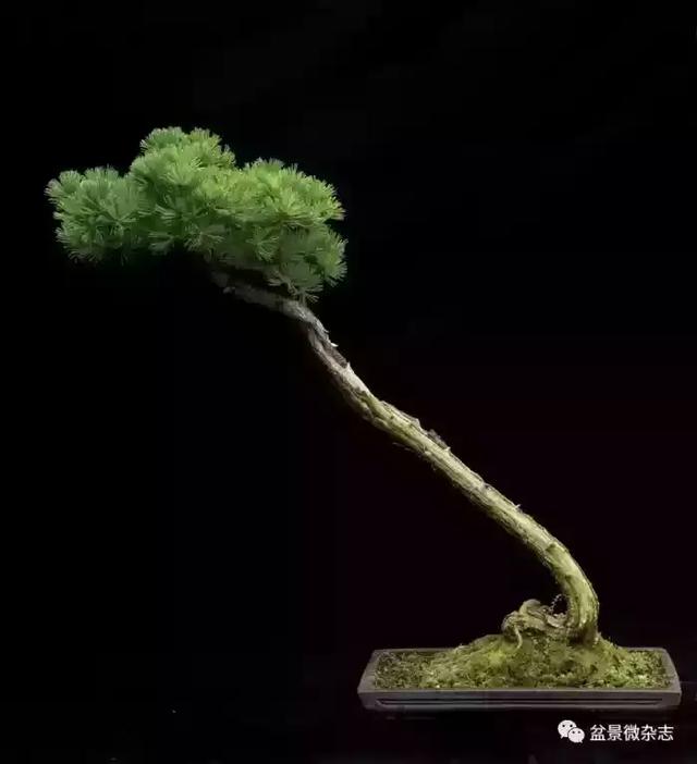 一組盆景作品欣賞 慢慢領悟盆景造型布局構圖