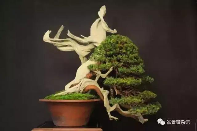 一組盆景作品欣賞 慢慢領悟盆景造型布局構圖