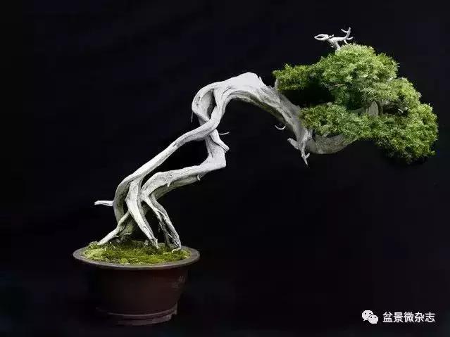 一組盆景作品欣賞 慢慢領悟盆景造型布局構圖