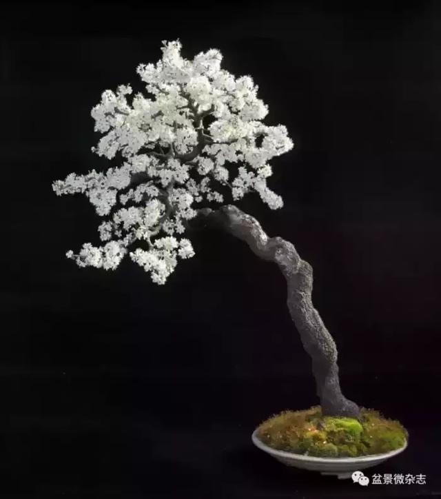 一組盆景作品欣賞 慢慢領悟盆景造型布局構圖