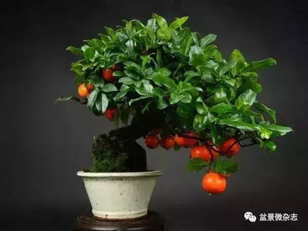 一組盆景作品欣賞 慢慢領悟盆景造型布局構圖