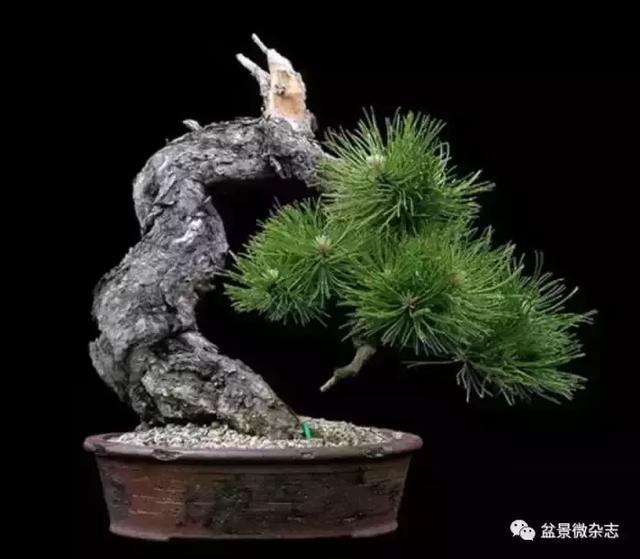 一組盆景作品欣賞 慢慢領悟盆景造型布局構圖
