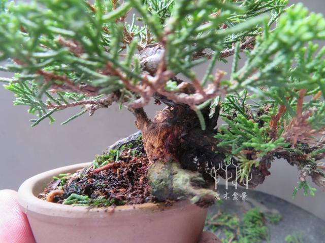 盆景植料的選擇和配製（1）