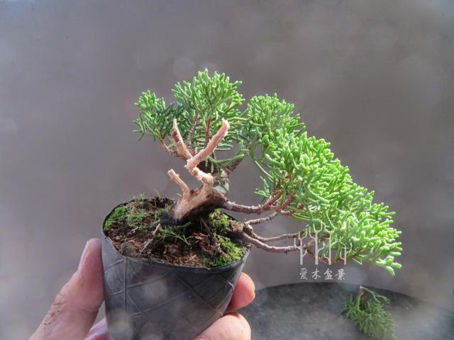 盆景植料的選擇和配製（1）