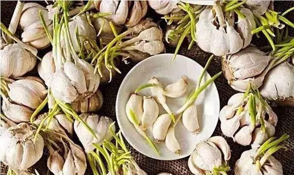 三種食物發芽一定要扔，而這三種東西發芽，不要扔，營養價值超高  