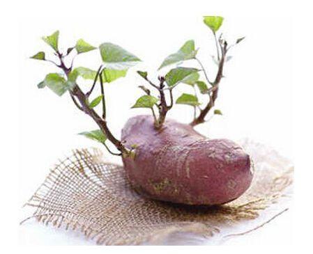 三種食物發芽一定要扔，而這三種東西發芽，不要扔，營養價值超高  
