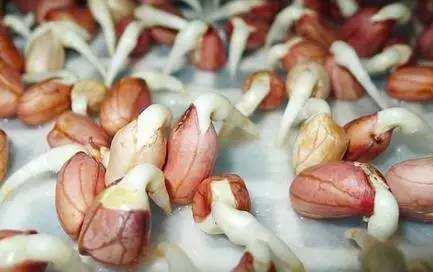 三種食物發芽一定要扔，而這三種東西發芽，不要扔，營養價值超高  