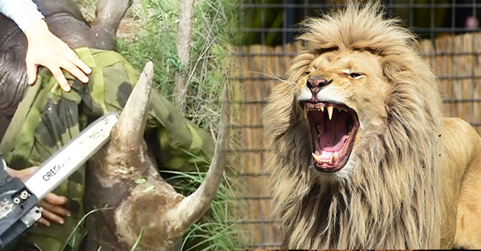 盜獵者闖入動物保護區「盜取犀牛角」，沒想到回程時群獅「替天行道」，用利齒懲罰他們！ 